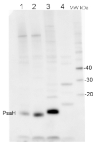 PsaH | PSI-H subunit of photosystem I, Chlamydomonas  in the group Antibodies Plant/Algal  / Photosynthesis  / PSI (Photosystem I) at Agrisera AB (Antibodies for research) (AS06 143)